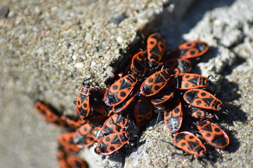 Gemeine Feuerwanze (Pyrrhocoris apterus)