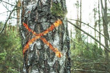 cross painted on the tree. deforestation