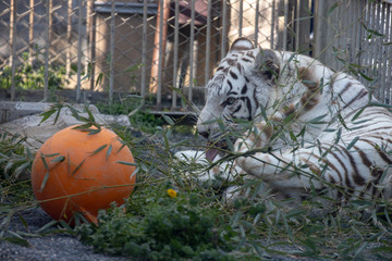 ホワイトタイガー