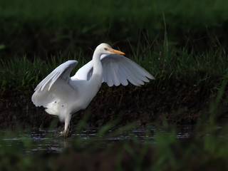 egret flaps its wings