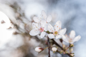 branch with cherry blossoms in detail and blurred background