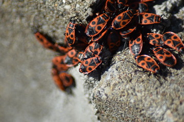 Gemeine Feuerwanze (Pyrrhocoris apterus)