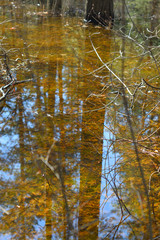 Landscape - early spring in the forest