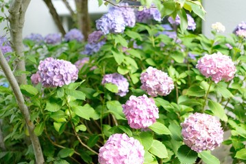 町で見かけた花