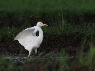 the egret's wild life