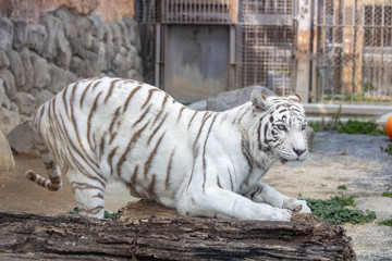 ホワイトタイガー