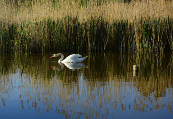 swan on lake