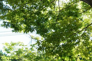 まちなかでみる鮮やかな緑