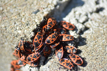 Gemeine Feuerwanze (Pyrrhocoris apterus)