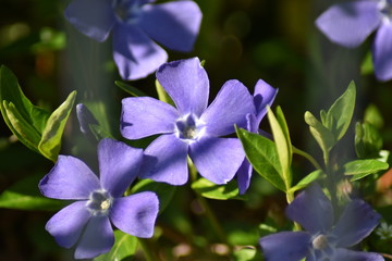 Kleines Immergr&uuml;n (Vinca minor)