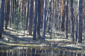 Landscape - early spring in the forest