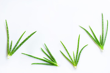  Aloe Vera isolated on white background. Copy space