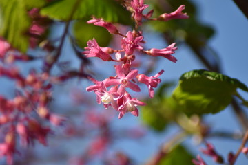 Blühende Blut-Johannisbeere (Ribes sanguineum)