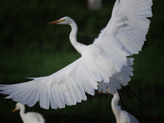 egret flaps its wings, the egret wing closes up