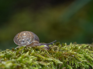 Small Snail on Moss. Taken at Night.