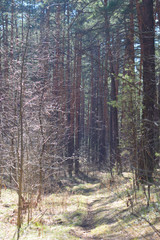 Landscape - early spring in the forest