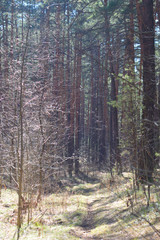 Fototapeta premium Landscape - early spring in the forest