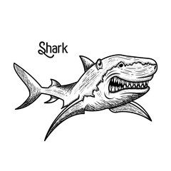 shark hand drawn style