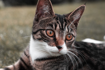 portrait of a cat
