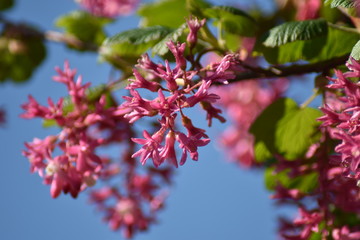 Blühende Blut-Johannisbeere (Ribes sanguineum)