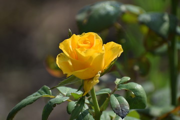 yellow rose