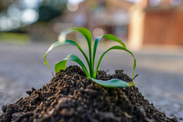 Small green seedling in sunlight. Young plant planted inside the black soil. Close-up photo,growing concept