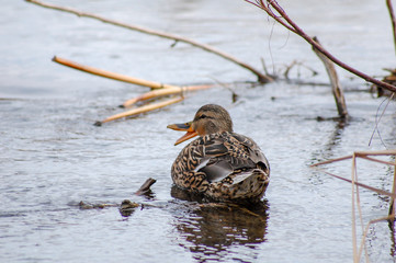 duck in water