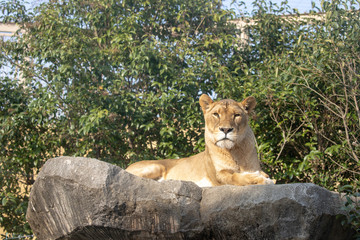 ライオン