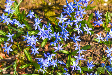 Chionodoxa luciliae blooming in spring in the garden..