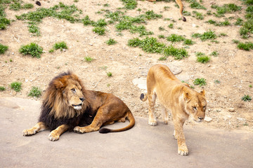 Obraz premium ライオン