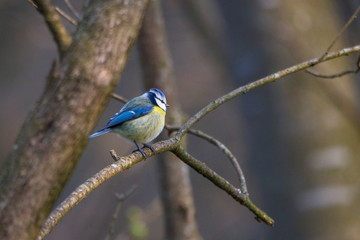 Blue tit