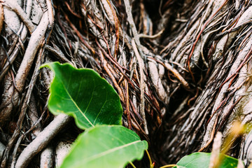 Roots of a tree, interlacing of roots, wooden, background