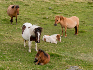 UK, England, Devon, Dartmoor, pony