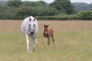 Naklejka premium Mare and foal