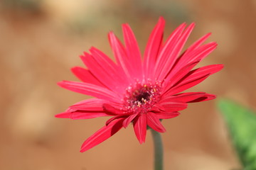 pink flower