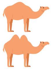 Cartoon camel illustration