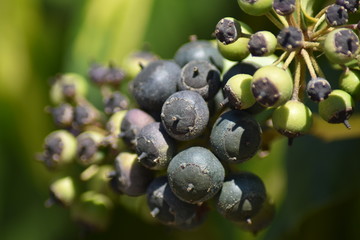 Efeu (Hedera helix) - reife und unreife Beeren
