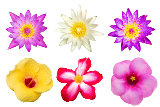 colourful flowers isolated on white background .