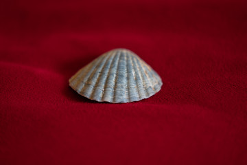 sea shell on red background