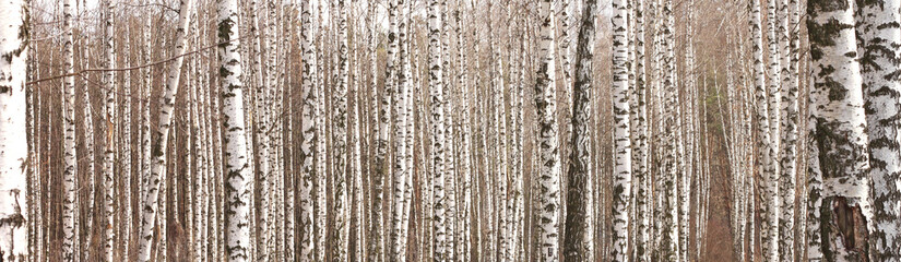 Young birches with black and white birch bark in spring in birch grove against the background of other birches