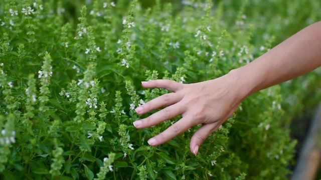 Young girl sliding hand through basil herbs in park