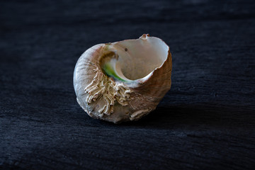 sea shell on black background
