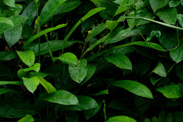 Dark tone of Galangal tree leaves wet water.