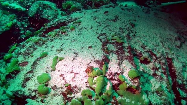 Crayfish Acanthogammarus underwater in animal world of Lake Baikal in Siberia Russia.