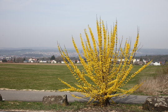 Ginsterbusch