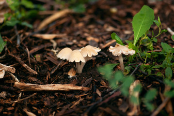 Cluster of Tiny Mushrooms
