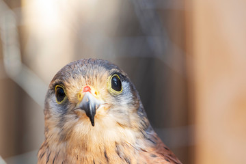 little Falcon Sunny day. bird of prey.