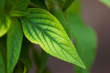 Varigated Green Leaf