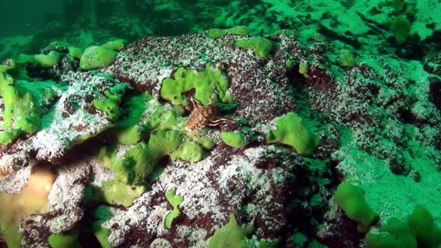 Crayfish Acanthogammarus underwater in animal world of Lake Baikal in Siberia Russia.