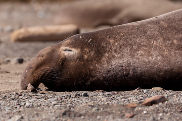 Elephant Seals 